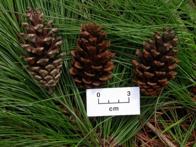 Pinus kesiya / Khasi pine | Conifer Species | American Conifer Society