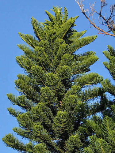 Araucaria Heterophylla Norfolk Island Pine Conifer Species American Conifer Society