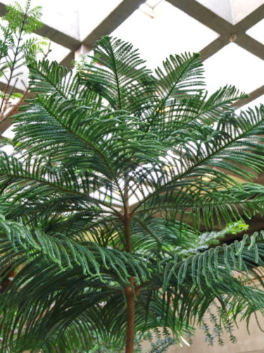 Araucaria Heterophylla Norfolk Island Pine Conifer Species American Conifer Society