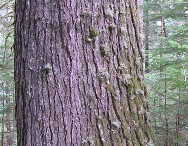 Tsuga heterophylla / western hemlock | Conifer Species | American ...