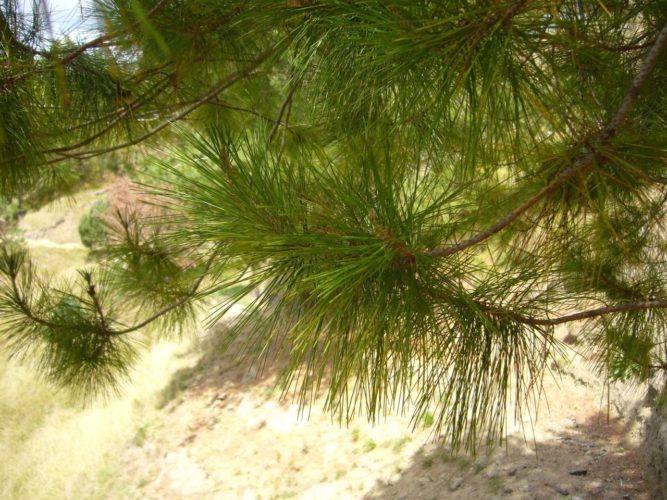 Pinus greggii / Gregg's pine | Conifer Species | American Conifer Society