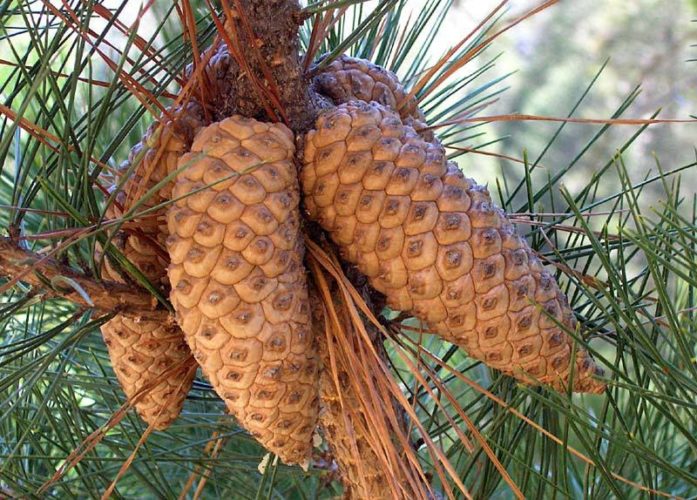 Pinus greggii / Gregg's pine | Conifer Species | American Conifer Society