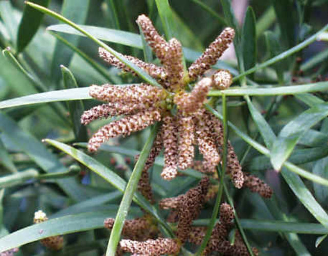 Afrocarpus Gracilior African Fern Pine Conifer Species American