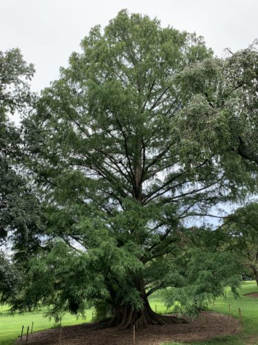 metasequoia glyptostrobodies