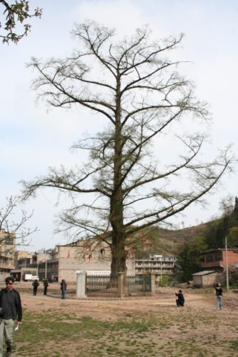 metasequoia glyptostroboides climate zones