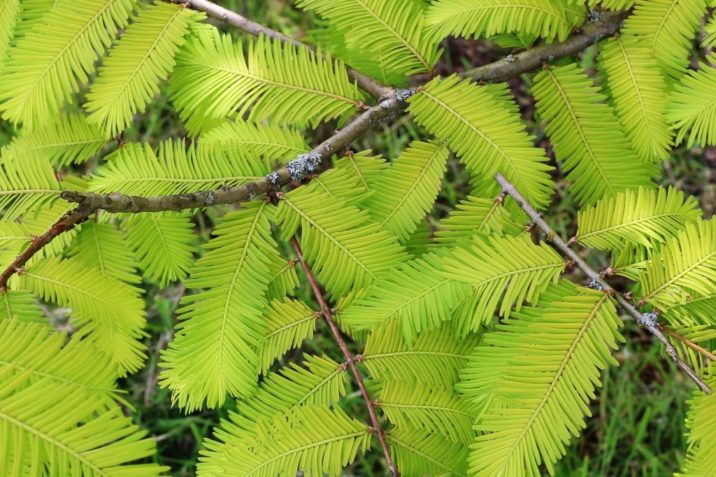 metasequoia glyptostroboides lose their leaves