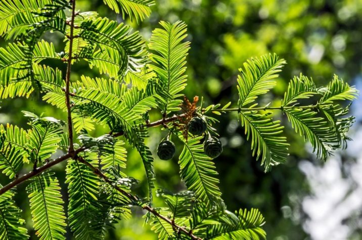 metasequoia glyptostrobodies