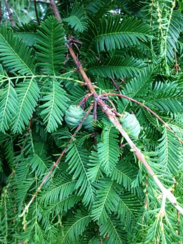 metasequoia glyptostroboides lose their leaves