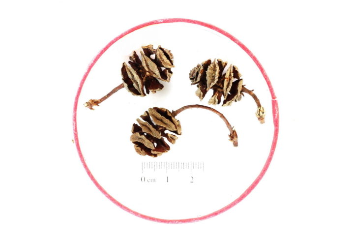 metasequoia glyptostroboides climate zones