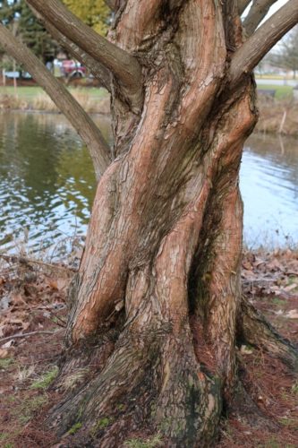 metasequoia glyptostrobodies