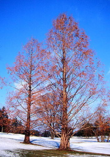 metasequoia glyptostrobodies