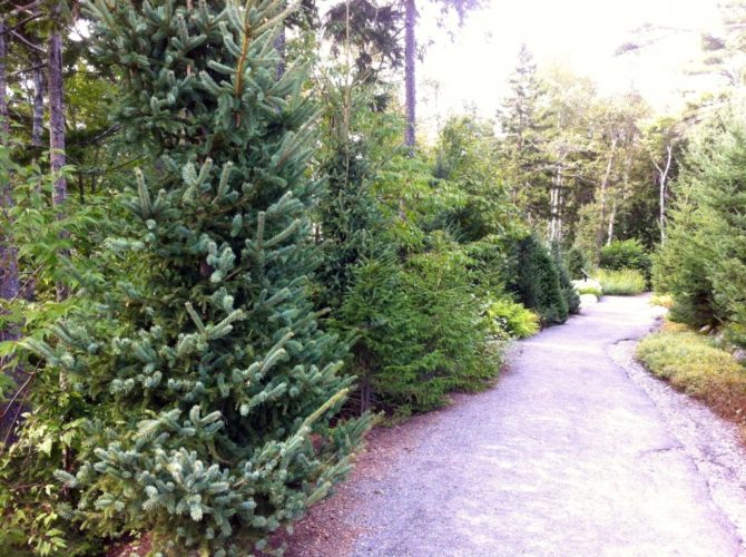 Picea glauca / white spruce | Conifer Species | American Conifer Society