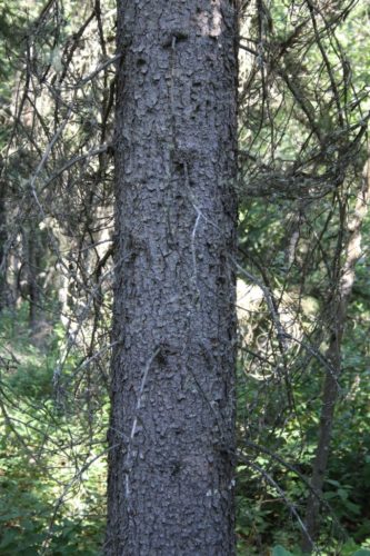 Picea glauca / white spruce | Conifer Species | American Conifer Society