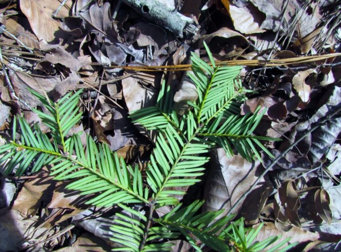 Taxus floridana / Florida yew | Conifer Species | American Conifer Society