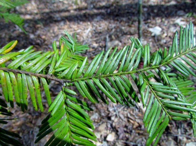 Taxus floridana / Florida yew | Conifer Species | American Conifer Society