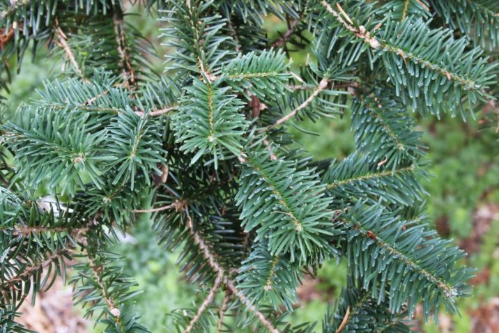 Abies firma / Momi fir | Conifer Species | American Conifer Society