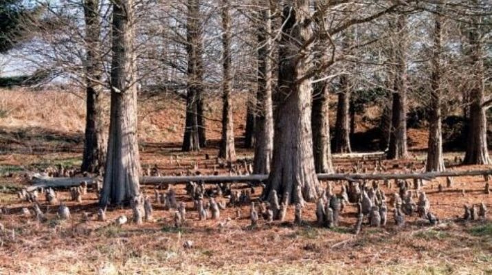 Taxodium distichum / bald cypress | Conifer Species | American Conifer