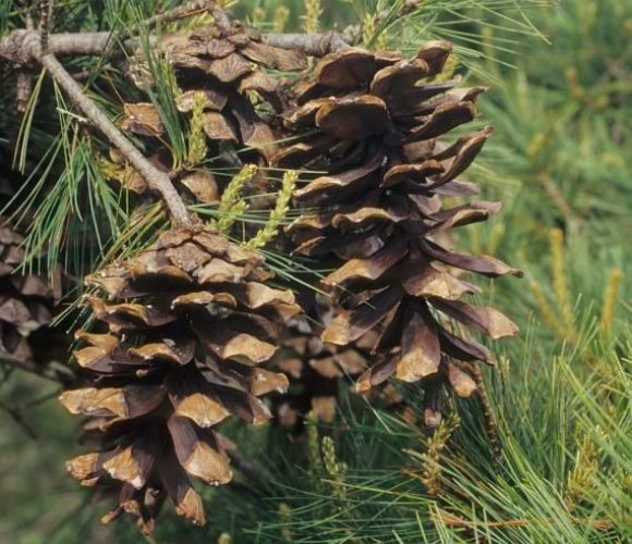 Pinus dalatensis