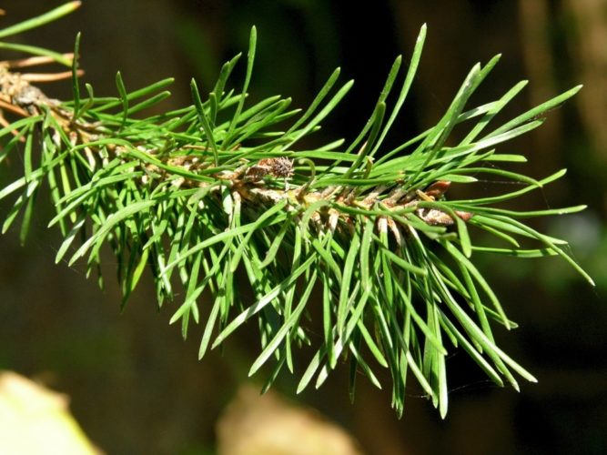 Pinus contorta / shore pine / lodgepole pine | Conifer Species ...