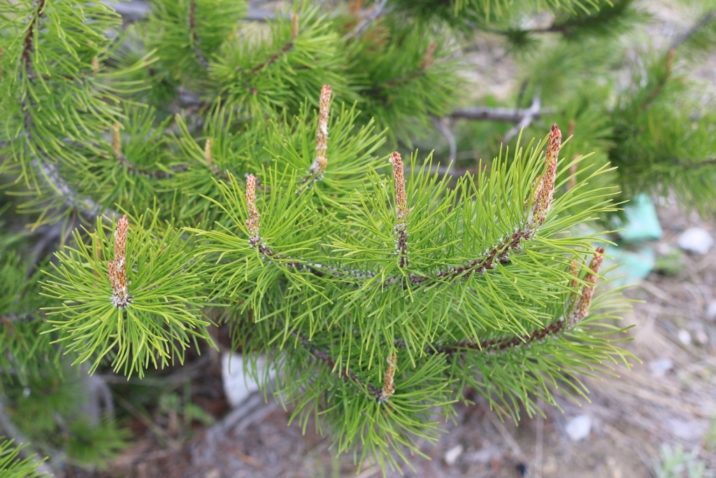 Pinus contorta / shore pine / lodgepole pine | Conifer Species ...