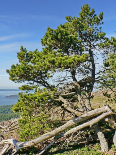 Pinus Contorta 3 x Lodgepole Pine 30cm 