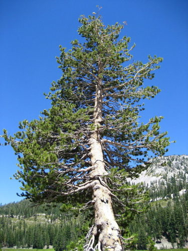 Pinus Contorta / Shore Pine / Lodgepole Pine | Conifer Species ...