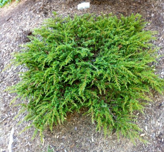 50g 100g Wacholder Wacholderholz Juniperus communis juniper wood