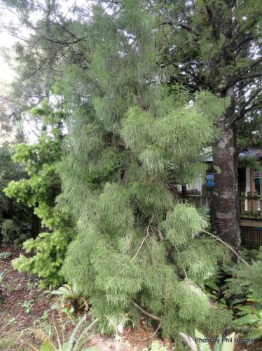 Manoao colensoi / Manoao | Conifer Species | American Conifer Society