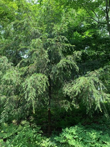 Tsuga chinensis / Taiwan hemlock/ Chinese hemlock | Conifer Species ...