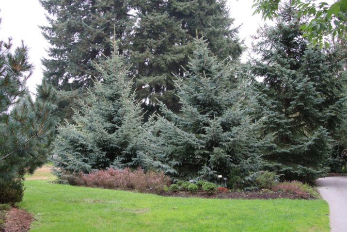 Picea chihuahuana / Chihuahua spruce | Conifer Species | American ...