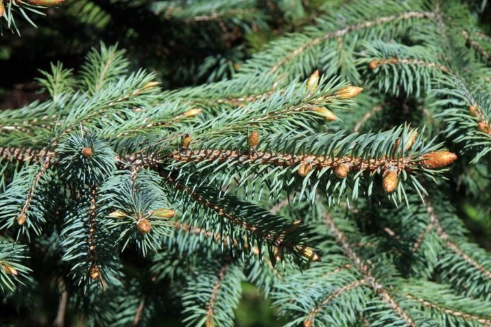 Picea chihuahuana / Chihuahua spruce | Conifer Species | American ...