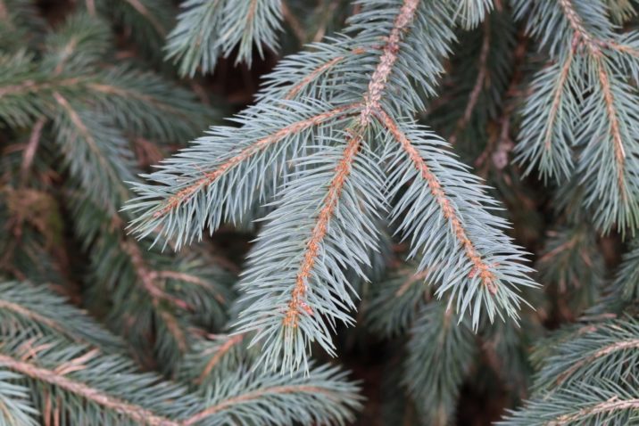 Picea chihuahuana / Chihuahua spruce | Conifer Species | American ...