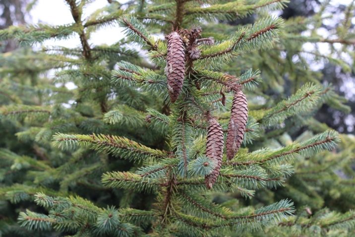 Picea chihuahuana / Chihuahua spruce | Conifer Species | American ...