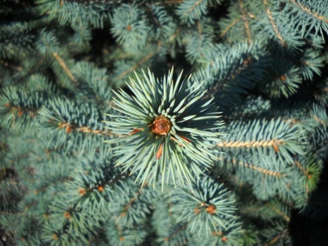 Picea chihuahuana / Chihuahua spruce | Conifer Species | American ...