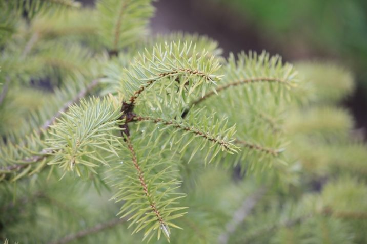 Abies cephalonica / Greek fir | Conifer Species | American Conifer Society