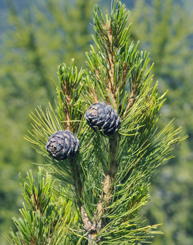 6 semi Pinus pinea SAFLAX Pino marittimo 