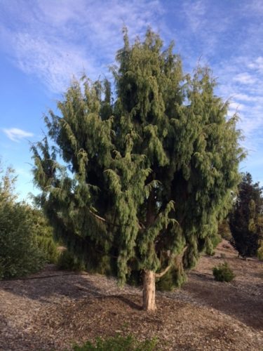 Juniperus cedrus / Canary Islands juniper | Conifer Species | American ...