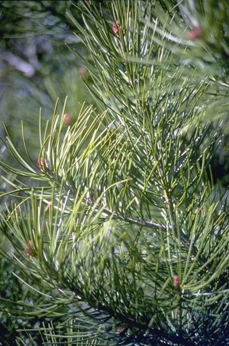 Buy Pinus Bungeana Tree Seeds Plant White Pine For Chinese Bai Pi Song 