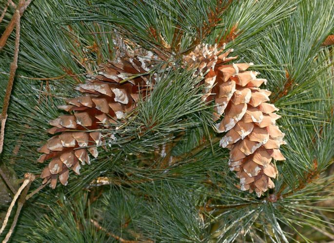 Pinus ayacahuite / Mexican white pine | Conifer Species | American ...