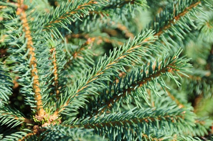 Picea asperata / Dragon spruce | Conifer Species | American Conifer Society