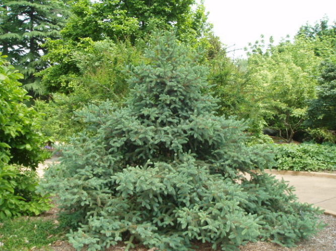 Picea asperata / Dragon spruce | Conifer Species | American Conifer Society