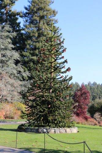 1 x Araucaria araucana-Bijoux sapins-chilien Andes sapins Affenbaum environ 50 cm 