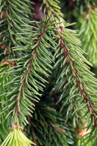 Picea abies / Norway spruce | Conifer Species | American Conifer Society