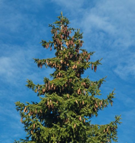 Picea Abies / Norway Spruce | Conifer Species | American Conifer Society