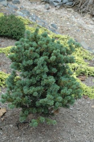 Pinus parviflora 'Wy'east' | Conifer Trinomial | American Conifer Society