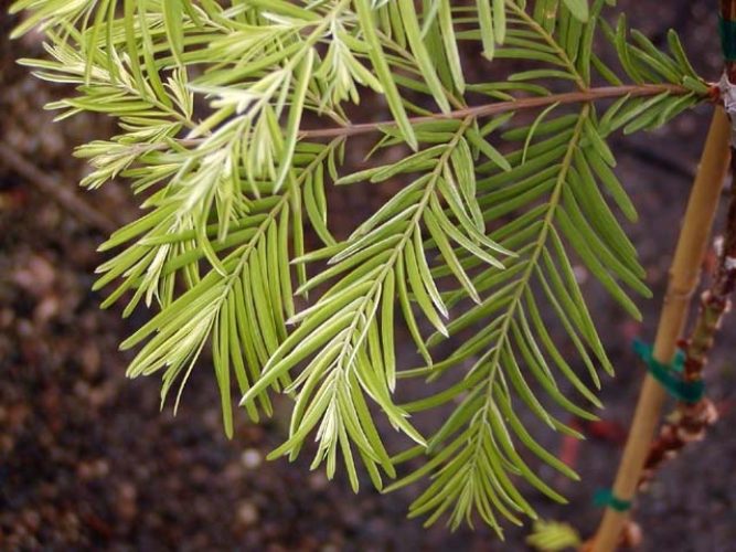 Metasequoia glyptostroboides miss grace