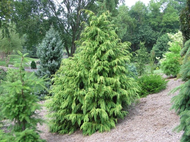 Chamaecyparis lawsoniana 'Westermannii' / Westermann's Lawson cypress ...