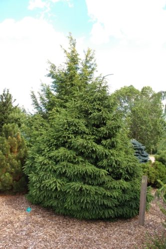 Picea abies 'Well's Green Globe' / Wells Green Globe Norway spruce ...