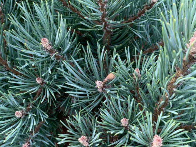 Pinus sylvestris 'Watereri' / Waterer's Scots pine | Conifer Trinomial ...