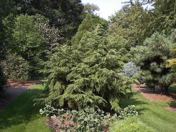 Tsuga canadensis 'Walcott' / Canadian Hemlock | Conifer Trinomial ...